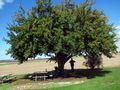 2014-10-07 39 -89 tree.jpg