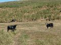 Geohash 2011 12 30 -37 144 Cows.JPG