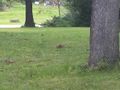 20100905+42-88 Squirrel.jpg