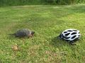 2012-07-02 - Mtl Alex - Tortoise VS helment.JPG