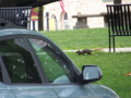 2010-07-05-43--89-squirrel.png