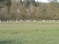 2014-01-28 49 9 sheeps.JPG