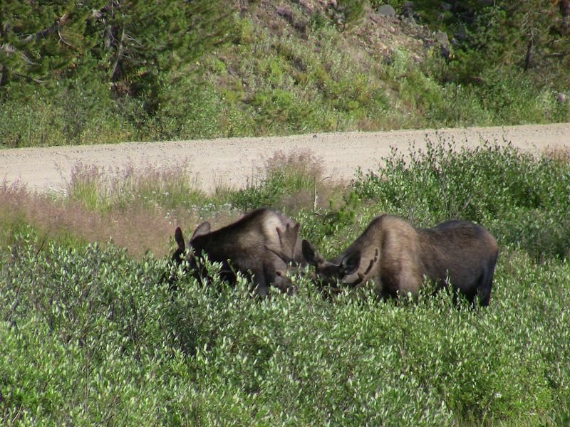 File:2009-08-28 40 -105 moose.JPG