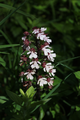 2014-05-30 50 11 ladys-orchid.png