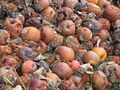 2011-10-26 48 9 Apples.JPG