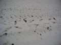 2009-01-12 48 12 snowffiti.jpg