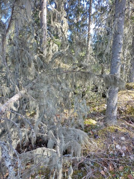 File:2024-05-04 62 26 06-usnea.jpg