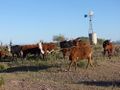 2010-04-06 33 -113 cattle1.jpg