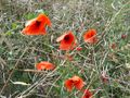 2024-07-24 50 10 mohn.jpg