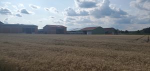 "farm buildings behind a barley field"
