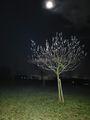 2023-12-20 47 8 trees flashlight.jpg