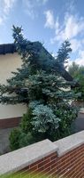 "ornamental fir tree behind wall"