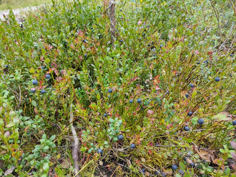 File:2024-08-25 65 30 06-bilberries.jpg