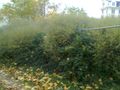 2012 10 26 51 12 bushes.jpg