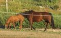 2012-09-18 42 -90 Foal.jpg