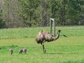 Apr 04 Mommy and Baby Emus 017.jpg