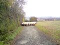 2012-11-08 50 8 sheep.jpg