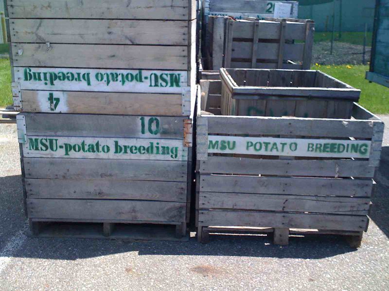 File:2009-05-17 42 -84 Potato Breeding.jpg
