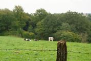 cowas and barb wire