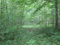 2009-05-16 49 9 woods.jpg