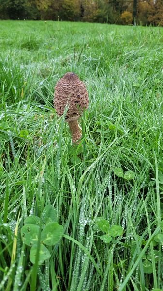 File:2024-10-31 47 8 mushroom.jpg