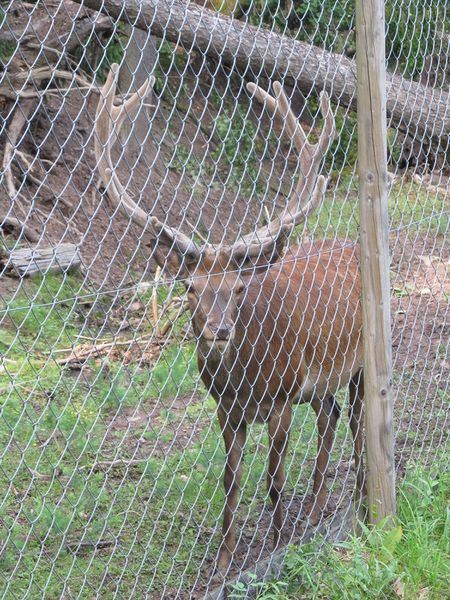 File:2012-07-04 48 9 11 fence.JPG