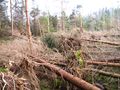 20110313 55 13-10-Fallen trees to pass.JPG