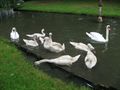 2009-07-08 49 8 swans.jpg