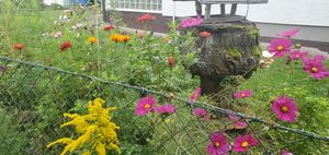 "garden flowers with yellow, magenta, orange and red blossoms"