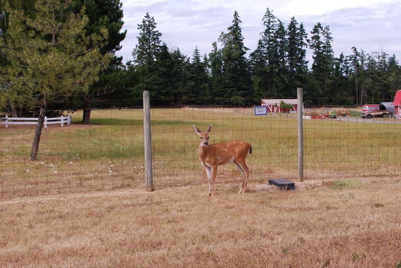 File:2009-08-08 48 -123 deer.jpg