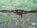 2012-05-14 48 9 Barbed Wire.JPG