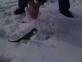 2010-03-13 48 8-snowraptor.jpg