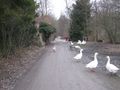 2010-03-18 48 8 Geese.jpg