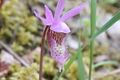 2009-05-09 fairyslipper.jpg