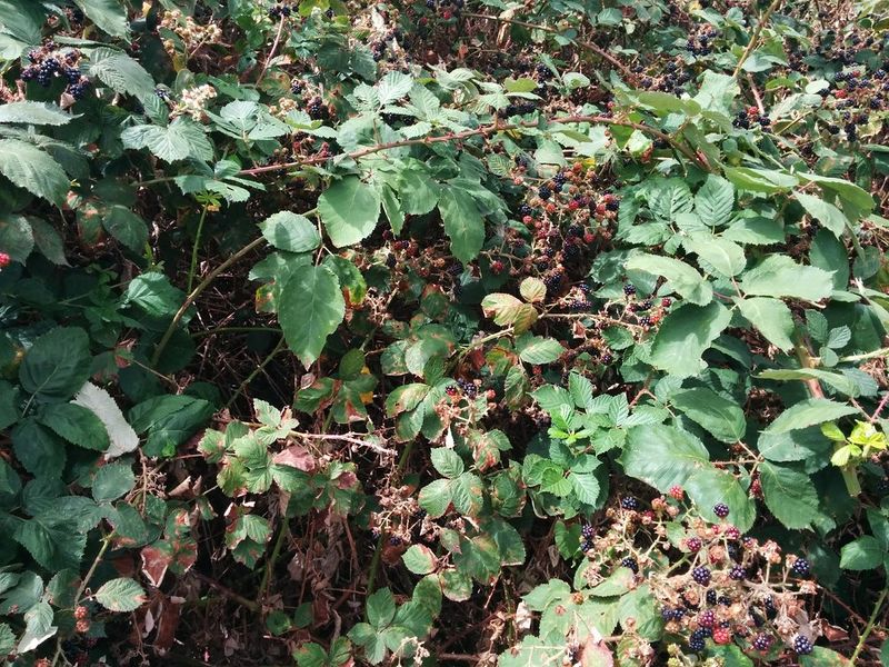 File:2018-08-05 53 09 12 Blackberries.jpg