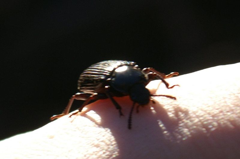 File:2008-06-14 Bug.jpg