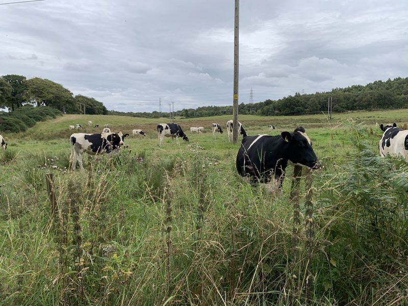 File:2024-08-04 55 -3 Cows.jpg