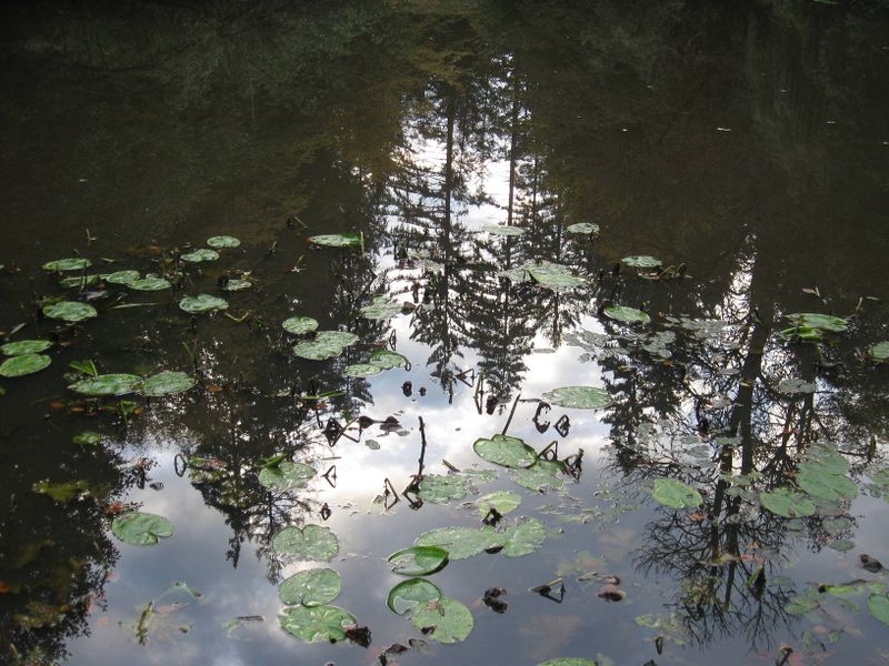 File:2010-09-29 48 9 Bruehlweiher 2.JPG