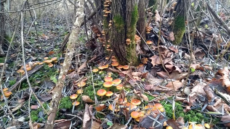 File:2024-12-12 48 11 mushrooms.jpeg