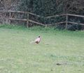 2014-03-24 51 -0 pheasant.JPG