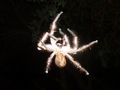 Geohash 2012 02 21 -38 145 Spider.JPG