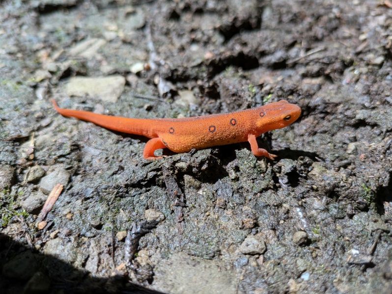 File:2024-08-04 41 -78 redSpottedNewt.jpg