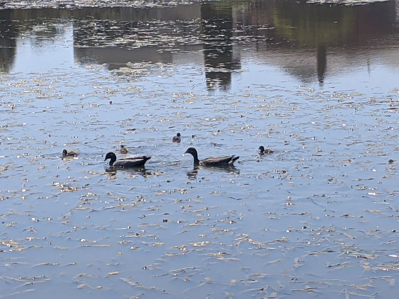 File:2022-10-20 -37 144 Ducklings.jpg