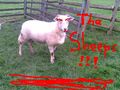 2009-08-30--36-146-The-sheeps.JPG