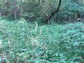 2012-09-24 45 -122 05 blackberry forest.jpg