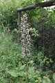 2014-05-30 50 11 lizard-orchid.png
