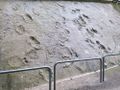 2023-08-13 52 8 05 Dinosaur footprints.jpg