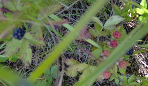 2009-08-16 42 -72 berries.jpg