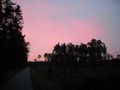 Sunset in Niepołomice Forest.jpg