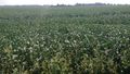 2018-08-27 37 -87 soybeans.jpg